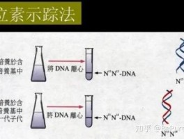 同位素标记法和同位素追踪法的区别