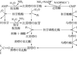 嘌呤核苷酸循环脱氨基作用主要在哪种组织中进行(嘌呤核苷酸循环脱氨基作用主要在哪个组织中进行)