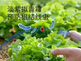 淡紫拟青霉和枯草芽孢杆菌能混用吗(淡紫拟青霉与芽孢杆菌混配)