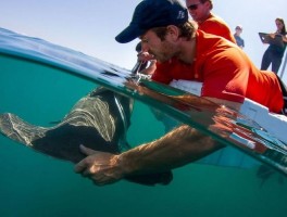 海洋生物学家是做什么的(海洋生物学家是做什么的人)