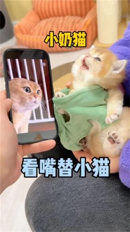 嘴替小猫是什么梗？嘴替小猫是什么意思？